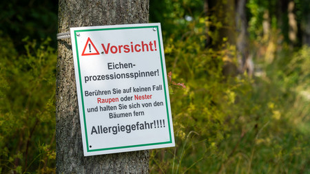 Baum mit einem Gefahrenschild vor dem Eichenprozessionsspinner