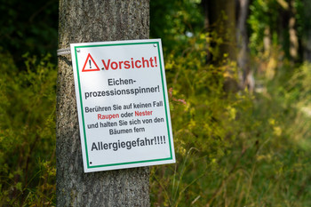 Baum mit einem Gefahrenschild vor dem Eichenprozessionsspinner