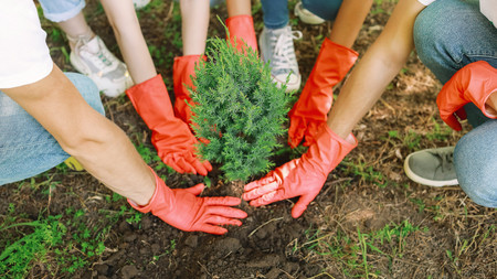Viele Hände pflanzen einen Baum