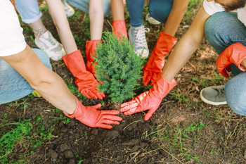 Viele Hände pflanzen einen Baum